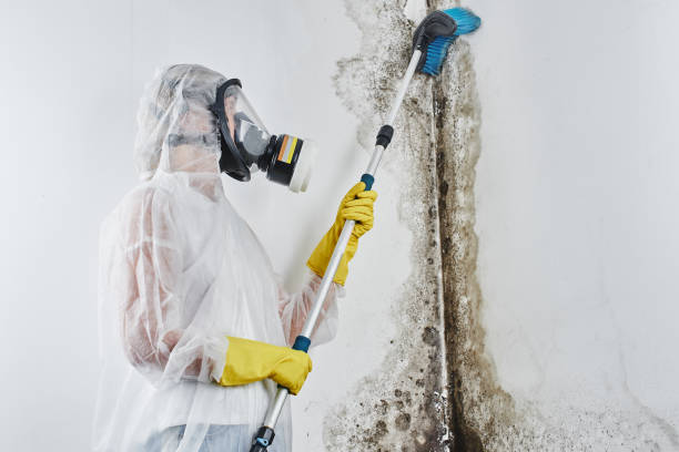 Best Emergency Mold Remediation in Monroe, UT