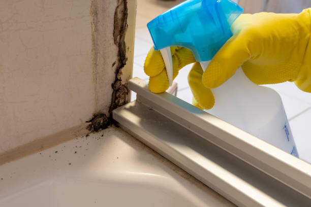 Insurance-Related Mold Remediation