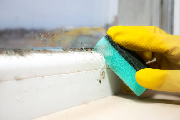 Best Insurance-Related Mold Remediation in Monroe, UT