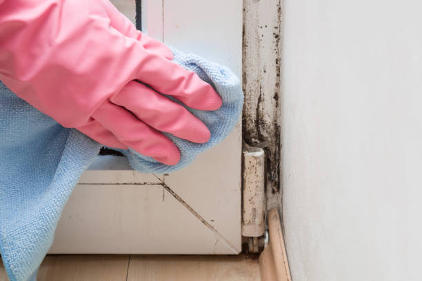 Best Basement Mold Remediation in Monroe, UT