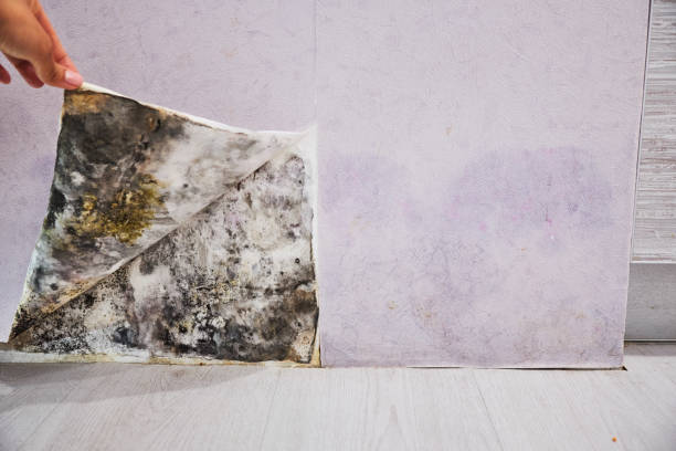 Best Insurance-Related Mold Remediation in Monroe, UT